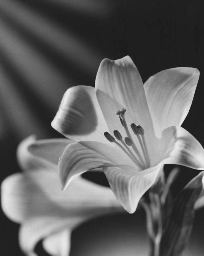 无人,竖图,黑白,室内,植物,百合花,静物,叶子,复活节,茎,一对,花,花瓣,花朵,黑色,自然,摄影,生活方式,优美,雄蕊