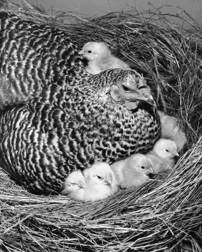 无人,竖图,俯视,黑白,室内,白天,纯洁,农业,鸡,鸟类,鸟巢,高处,热,小鸟,家禽,黑色,动物,家畜,可爱,童年,童趣,角度,摄影,保护,脆弱,关爱,热身,生存,童真,烂漫,无邪,责任,天真,母鸡,高角度拍摄,小鸡,弱点