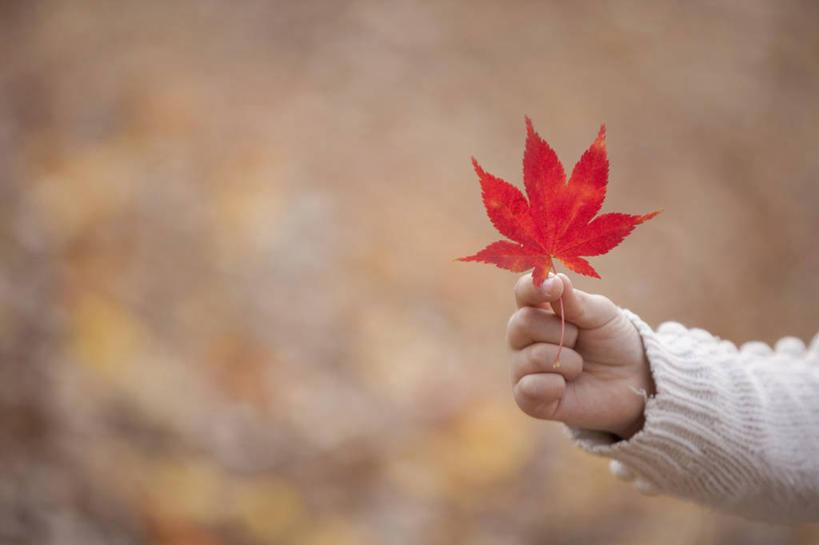 东方人,儿童,手,一个人,横图,室外,特写,白天,正面,纯洁,秋季,叶子,亚洲,仅一个女性,仅一个人,一片,握,阴影,服装,朦胧,模糊,光线,影子,枫叶,枯叶,落叶,休闲装,黄种人,小孩,衣服,黄色,红色,阳光,仅一个小孩,休闲,手部,休闲服,可爱,童年,童趣,握着,服饰,枫树叶,单手,童真,烂漫,无邪,天真,女孩,女人,女性,亚洲人,孩子,叶,叶片,秋,秋天,半身,彩图,女生