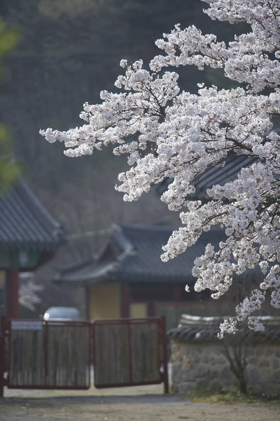 无人,家,竖图,室外,白天,正面,度假,幸福,纯洁,美景,城市风光,城市,樱花,亚洲,许多,阴影,朦胧,模糊,盛开,光线,瓦片,影子,房屋,屋顶,屋檐,屋子,景观,枝条,很多,花蕾,顶棚,娱乐,楼房,檐,住宅,花,花瓣,花朵,鲜花,树枝,粉色,阳光,花苞,花蕊,享受,休闲,景色,放松,等待,生命,东亚,仙樱花,福岛樱,青肤樱,高尚,热烈,虬枝,枝杈,荆桃,彩图,房子