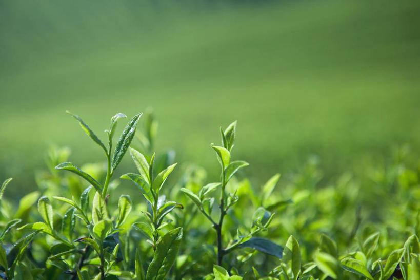 无人,横图,室外,特写,白天,正面,幸福,草地,草坪,美景,植物,茶,阴影,朦胧,模糊,光线,影子,景观,茶叶,娱乐,茶园,草,绿色,阳光,自然,享受,休闲,温馨,景色,放松,乐趣,提神,舒适,自然风光,醒脑,茶场,彩图
