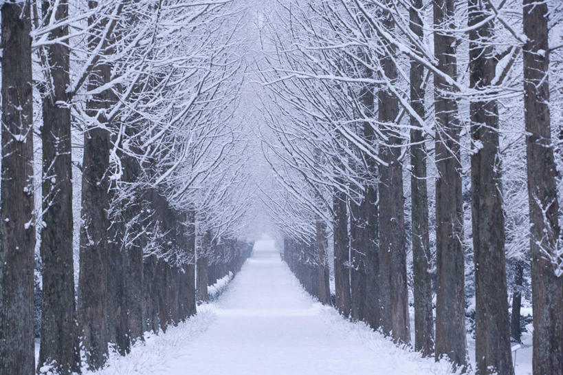 消失点,美景,森林,树林,雪,植物,大雪,道路,路,积雪,景观,雪景,冬季