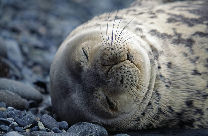 无人,躺,横图,室外,白天,正面,纯洁,南极,哺乳动物,狗,海豹,野生动物,药,褐色,小狗,灰色,自然,动物,看,休息,寒冷,可爱,童年,童趣,摄影,活泼,脚蹼,南极洲,童真,烂漫,无邪,柔和,南设得兰群岛,半月岛,天真,休闲活动,彩图