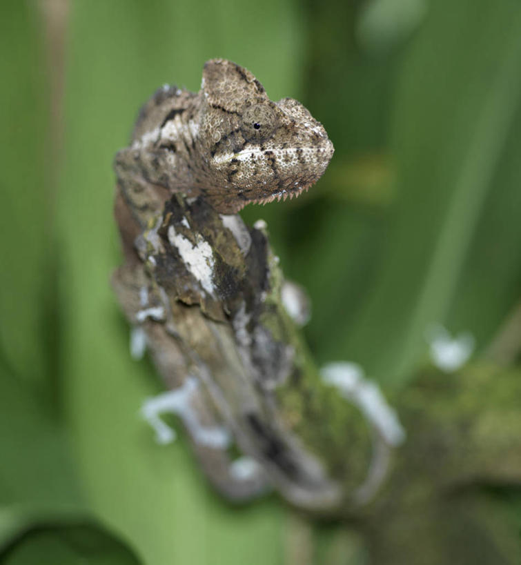 无人,横图,彩色,室外,森林,变色龙,野生动物,蜥蜴,非洲,马达加斯加,枝,绿色,自然,动物,摄影,五颜六色,色彩斑斓,考古学,五彩缤纷,伪装,五彩斑斓,豹纹变色龙,五光十色,彩图,雨林