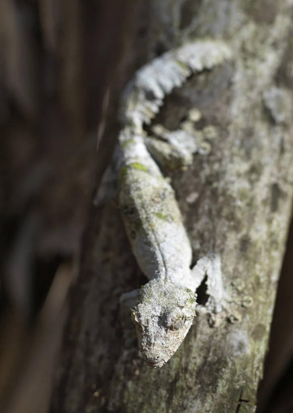 无人,竖图,彩色,室外,森林,野生动物,蜥蜴,非洲,马达加斯加,树皮,枝,自然,动物,摄影,五颜六色,色彩斑斓,考古学,五彩缤纷,伪装,五彩斑斓,五光十色,叶尾壁虎,彩图,雨林