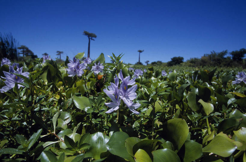无人,横图,彩色,室外,爱情,湖,水,植物,睡莲,野生动物,叶子,非洲,马达加斯加,池塘,地形,野花,浪漫,花,花瓣,花朵,蓝色,绿色,紫色,自然,动物,香草,薰衣草,摄影,生长,五颜六色,色彩斑斓,考古学,沼泽,水生植物,五彩缤纷,呼吸,灵香草,黄香草,五彩斑斓,奇迹,凤眼莲,五光十色,彩图