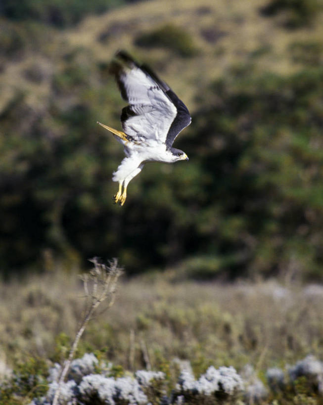 无人,竖图,室外,哺乳动物,野生动物,非洲,埃塞俄比亚,羚羊,地面,自然,动物,摄影,空地,考古学,濒危物种,林羚,彩图