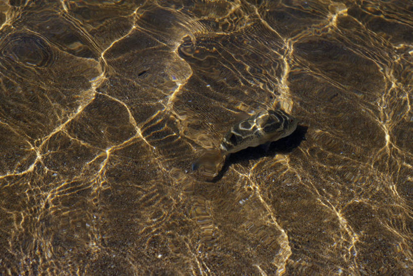 无人,横图,水,野生动物,厄瓜多尔,透明,鱼类,自然,动物,摄影,考古学,魟鱼,加拉帕戈斯群岛,彩图