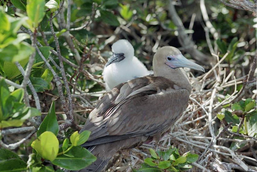 无人,码头,横图,旅游,船,非洲,冈比亚,首都,树,地标建筑,炮,武器,摄影,阿非利加洲,西非,班珠尔,冈比亚共和国,彩图,旅行