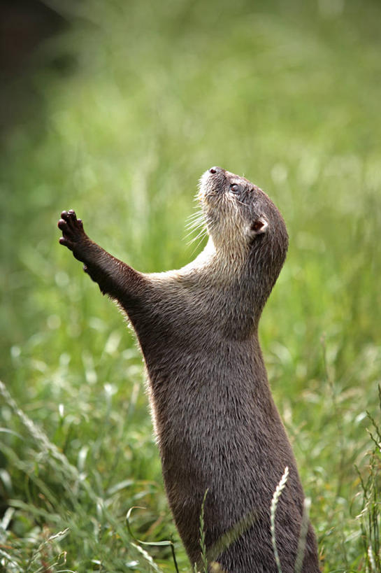 横图,门,城市,建筑,叙利亚,城堡,大门,黄昏,摄影,照亮,中东,要塞,阿勒颇,彩图