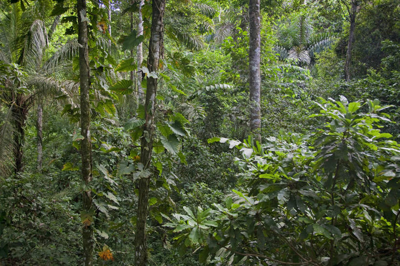 无人,横图,室外,河流,水,亚马逊河,秘鲁,树,红色,绿色,小溪,南美,摄影,拉丁美洲,热带雨林,彩图,旅行,雨林