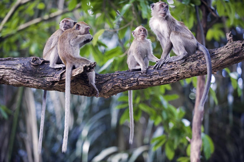 无人,坐,横图,室外,纯洁,野生动物,猴子,马来西亚,亚洲,枝,首都,自然,动物,可爱,童年,童趣,摄影,东南亚,猕猴,童真,烂漫,无邪,吉隆坡,天真,彩图,旅行,马来文化