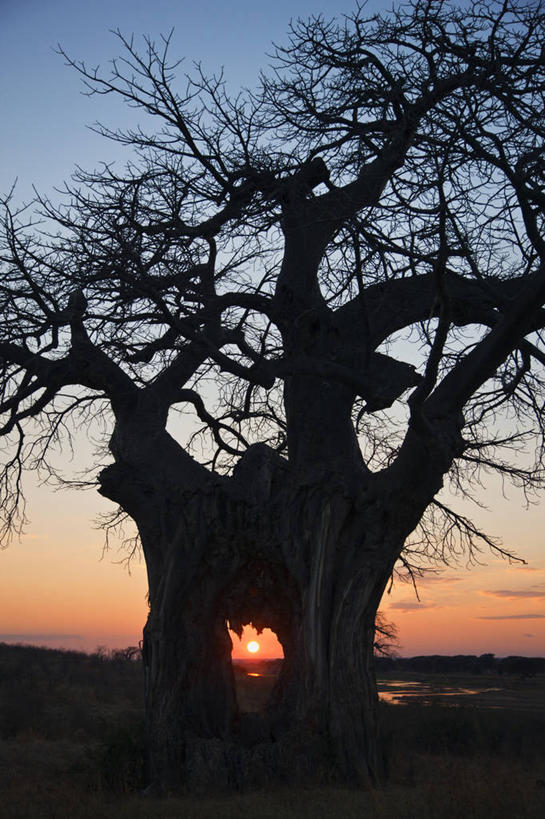 无人,竖图,室外,日出,河流,非洲,坦桑尼亚,树,红色,摄影,猴面包树,东非,彩图