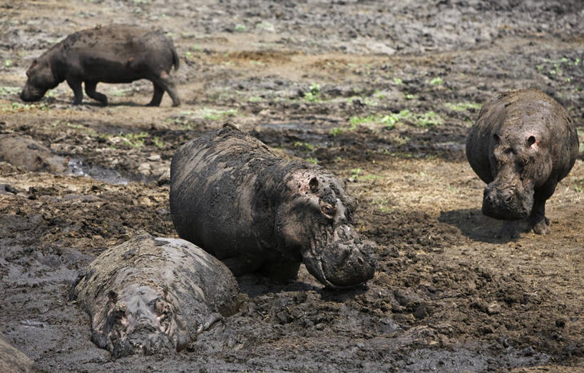 无人,横图,室外,河流,河马,野生动物,非洲,坦桑尼亚,动物,摄影,考古学,泥,国家公园,彩图,动物行为