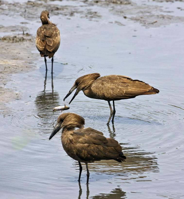 无人,横图,飞机,旗帜,非洲,肯尼亚,标志,数字,文字,珠子,字符,指针,标识,耳麦,运输,摄影,阿拉伯数字,控制,飞行器,仪表盘,仪表,彩图