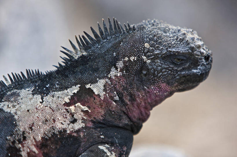 无人,横图,海鸟,野生动物,信天翁,厄瓜多尔,鸟类,小鸟,挥手,自然,动物,南美,摄影,巨大,庞大,观看,拉丁美洲,加拉帕戈斯群岛,宏大,硕大,伟大,美国人,彩图,旅行