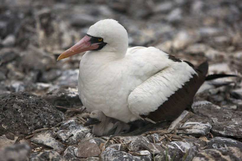 无人,横图,海鸟,野生动物,信天翁,厄瓜多尔,鸟类,小鸟,挥手,自然,动物,南美,摄影,巨大,庞大,观看,拉丁美洲,加拉帕戈斯群岛,宏大,硕大,伟大,美国人,彩图,旅行