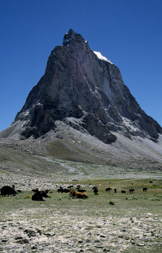 无人,吃,竖图,室外,牧场,山,山脉,牛,野生动物,印度,亚洲,山顶,草,自然,动物,平原,家畜,摄影,喜马拉雅山脉,母牛,喂养,长发,岩石,牦牛,彩图