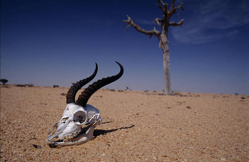 颅骨,无人,横图,室外,沙漠,太阳,植物,野生动物,阿曼,亚洲,沙子,高原,骨头,天气,热,树,摄影,气候,干旱,波斯湾,瞪羚,阿拉伯,彩图