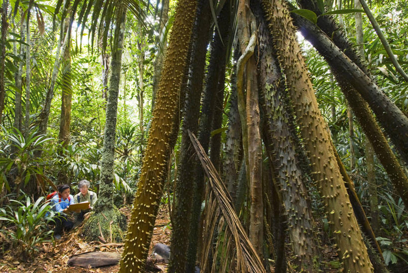 成年人,无人,科学家,横图,室外,河流,森林,植物,亚马逊河,秘鲁,河岸,树,南美,摄影,巨大,庞大,保护,环境,热带气候,拉丁美洲,热带雨林,志愿者,宏大,硕大,伟大,女人,彩图,雨林
