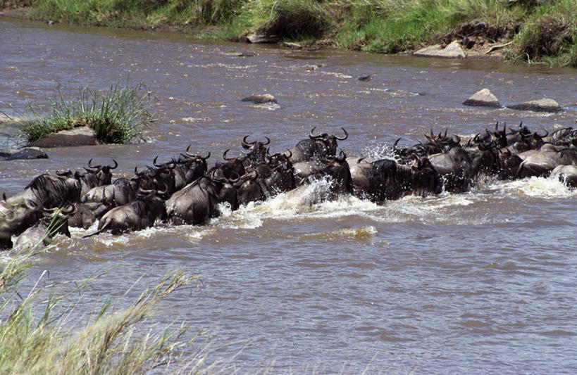 游泳,无人,横图,室外,风险,河流,哺乳动物,野生动物,非洲,肯尼亚,涉水,流水,自然,动物,愤怒,摄影,考古学,迁徙,非洲大羚,蓝牛羚,恐惧,危险,彩图,马赛马拉国家保护区,横越