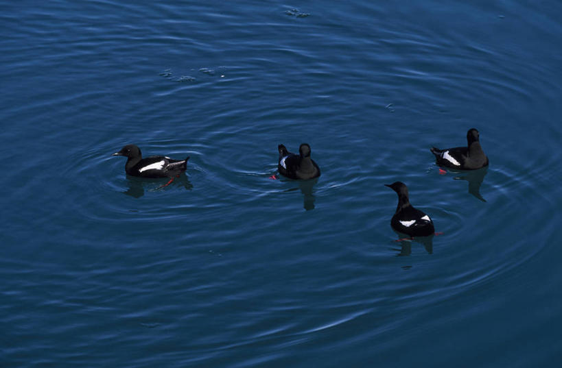 游泳,无人,横图,水,海鸟,挪威,欧洲,波纹,漂浮,鸟类,摄影,斯瓦尔巴德群岛,彩图