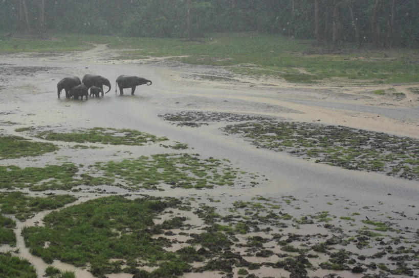 无人,横图,室外,野生动物,非洲,摄影,中非共和国,非洲森林象,象,彩图