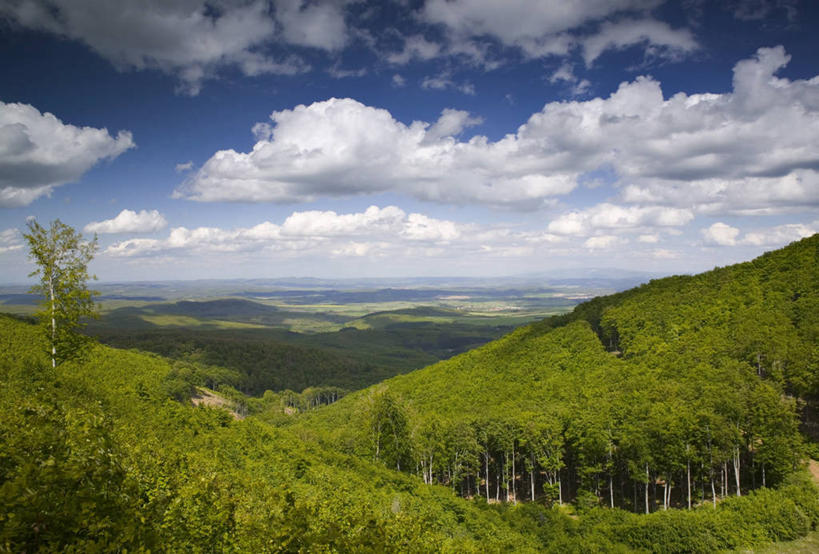无人,横图,室外,森林,地形,摄影,东欧,中欧,匈牙利共和国,彩图