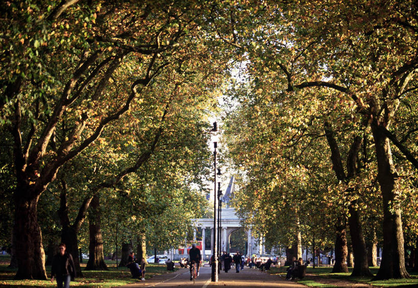 公园,横图,室外,城市,英国,首都,英格兰,格林公园,树,摄影,秋天,彩图