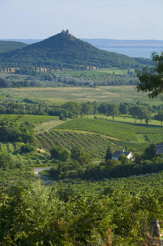 无人,竖图,室外,欧洲,地形,葡萄园,摄影,东欧,中欧,匈牙利共和国,巴拉顿湖,彩图