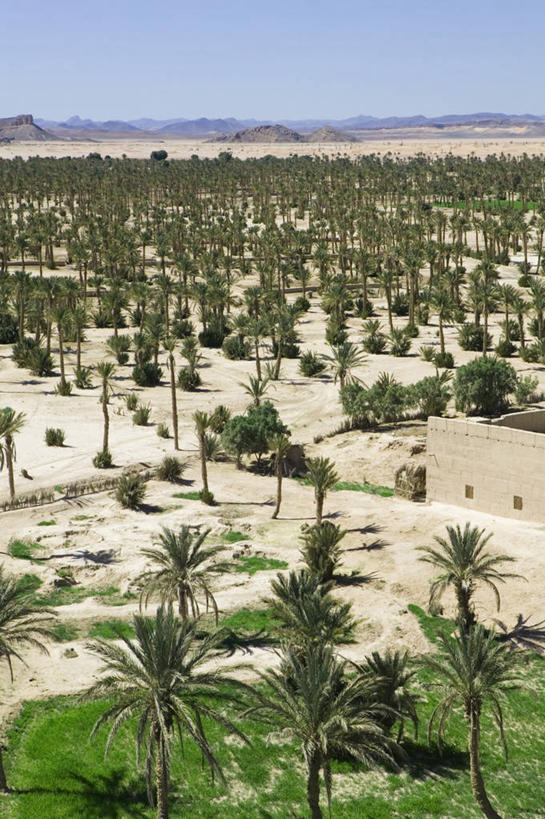 无人,竖图,沙漠,棕榈树,非洲,摩洛哥,摄影,北非,摩洛哥文化,彩图