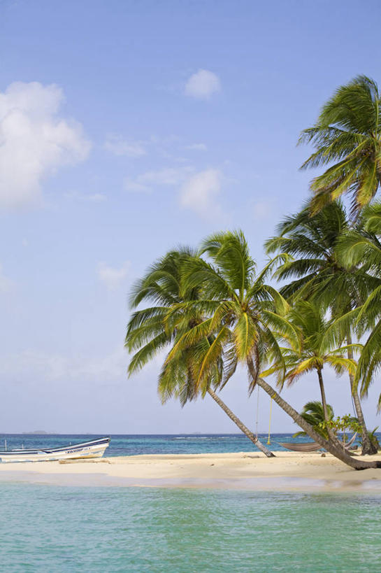 无人,竖图,棕榈树,树,摄影,中美洲,拉丁美洲,彩图