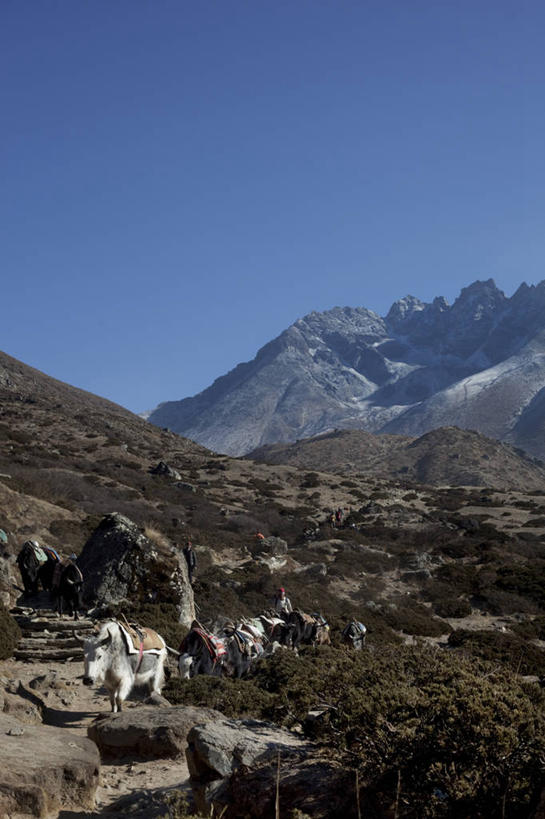 横图,竖图,室外,白天,留白,旅途,山,山脉,尼泊尔,一群,许多,放牧,山顶,很多,宏伟,动物,摄影,牲畜,食草动物,万里无云,牦牛,彩图,传统文化,对焦