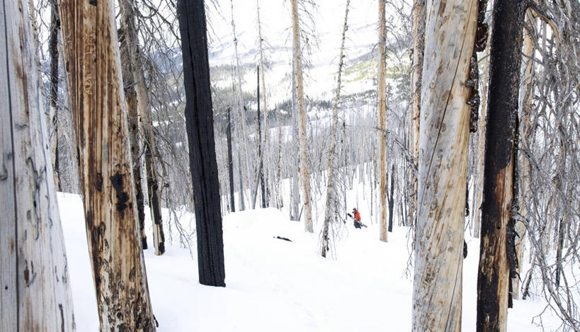 一个人,横图,俯视,室外,白天,森林,雪,美国,废弃,朦胧,模糊,冬天,极限运动,树干,风景,寒冷,摄影,销毁,运送,蒙大拿州,森林火灾,滑雪运动,烧毁,步行,彩图,高角度拍摄