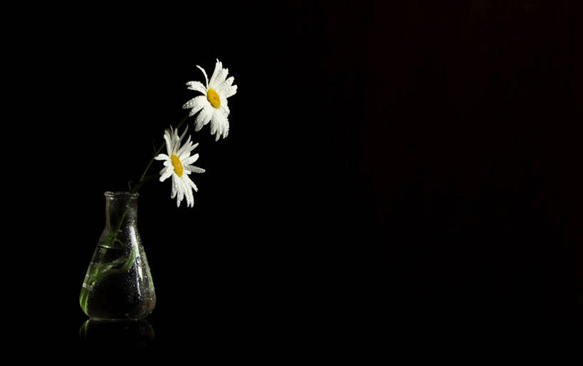 无人,横图,留白,印度,黑色背景,野花,雏菊,花瓣,自然,摄影,脆弱,清新