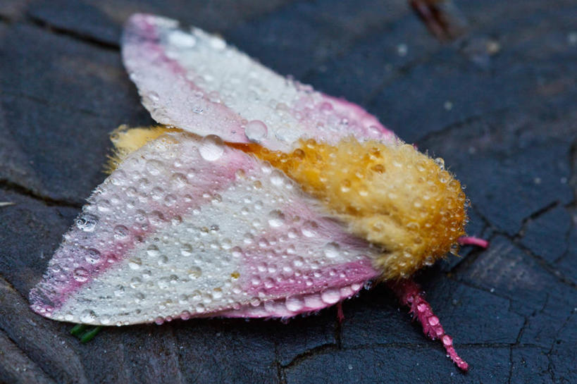 无人,横图,室外,白天,微距,野生动物,加拿大,湿,木制,昆虫,水滴,粉色,黄色,动物,雨滴,摄影,蛾,益虫,新斯科舍,彩图