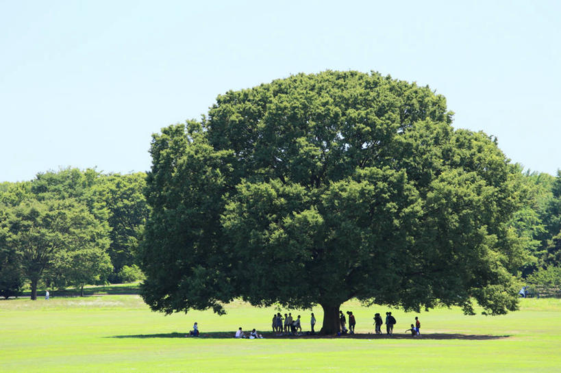 横图,室外,白天,草坪,东京,日本,首都,树,自然,休息,摄影,巨大,庞大,生长,万里无云,宏大,硕大,伟大,休闲活动,彩图