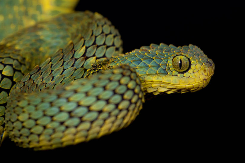 无人,横图,特写,野生动物,挪威,黑色背景,动物,摄影,蝰蛇,彩图,影棚拍摄