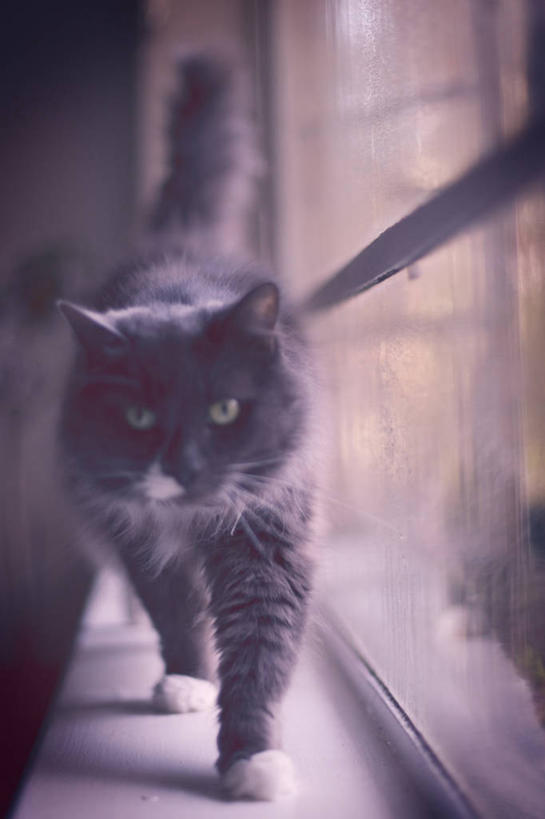 无人,竖图,室内,特写,正面,窗户,宠物,猫,澳大利亚,窗台,动物,凝视,摄影,肖像,墨尔本,机敏,挪威森林猫,步行,彩图