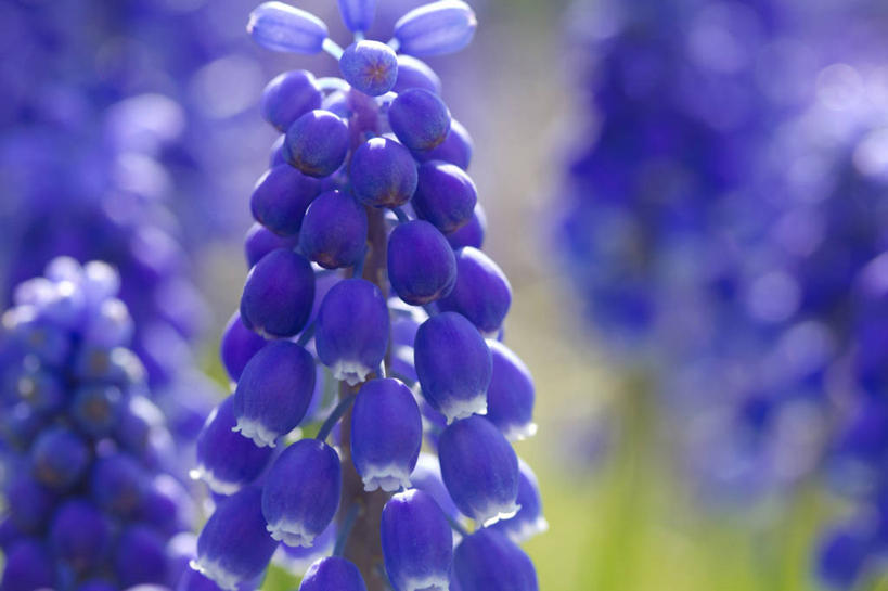 无人,横图,室外,特写,白天,风信子,蔬菜,加拿大,新鲜,食品,花,食物,紫色,自然,摄影,有机食品,绿色食品,生长,脆弱,清新,多伦多,葡萄风信子,彩图