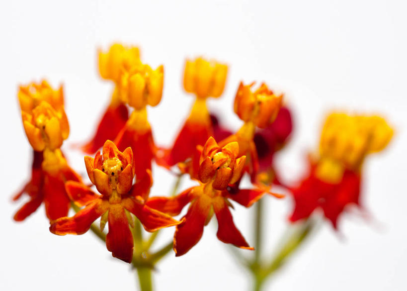 无人,横图,特写,白色背景,美景,植物,美国,景观,草药,药草,中药,花,花瓣,自然,橙色,景色,摄影,脆弱,清新,自然风光,药材,中草药,中药材,本草,马利筋,阿拉巴马州,彩图,影棚拍摄