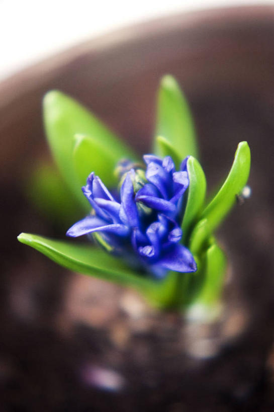 无人,竖图,室外,白天,风信子,蔬菜,花盆,英国,新鲜,食品,食物,自然,摄影,有机食品,绿色食品,生长,脆弱,雄蕊,清新,彩图