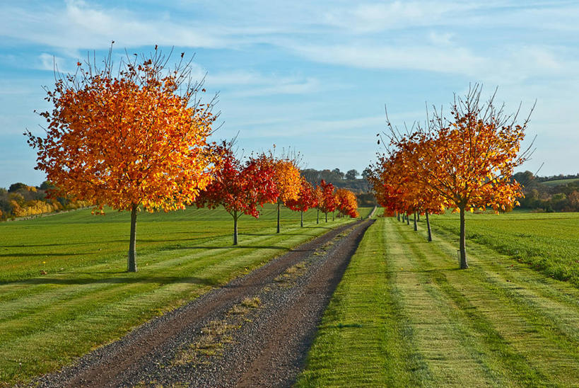 无人,农场,横图,室外,白天,美景,英国,景观,云,草,树,风景,天空,自然,景色,摄影,自然风光,改变,秋天,彩图,单行道,沃里克郡