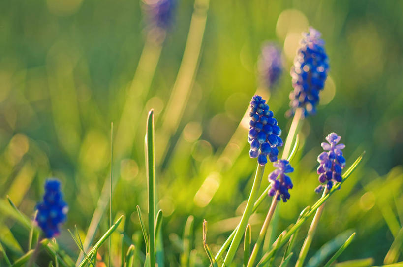 无人,横图,室外,白天,草地,美景,新西兰,景观,野花,自然,景色,摄影,生长,脆弱,清新,自然风光,葡萄风信子,彩图