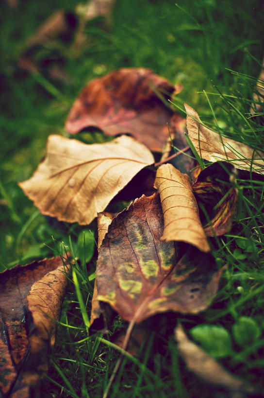 无人,竖图,室外,特写,白天,叶子,英国,环绕,缠绕,草,自然,摄影,改变,纠缠,干的,北约克郡,秋天,彩图,卷须