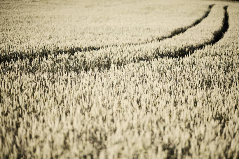 无人,横图,室外,白天,农业,小麦,美景,瑞典,景观,田地,谷类,自然,景色,摄影,宁静,自然风光,彩图,轮胎印