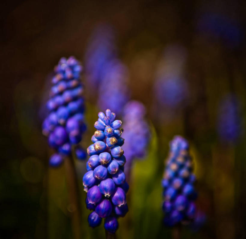 无人,横图,室外,特写,白天,澳大利亚,花,紫色,自然,摄影,生长,清新,塔斯马尼亚,葡萄风信子,彩图