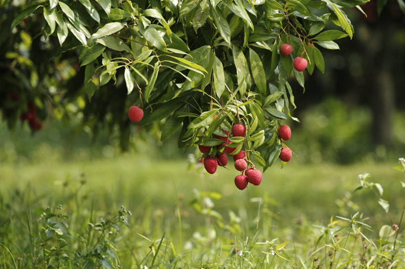 无人,横图,室外,白天,荔枝,水果,叶子,孟加拉国,亚洲,吊挂,悬挂,枝,串,挂,饮食,草,树,红色,自然,夏天,摄影,生长,清新,南亚,孟加拉人民共和国,彩图