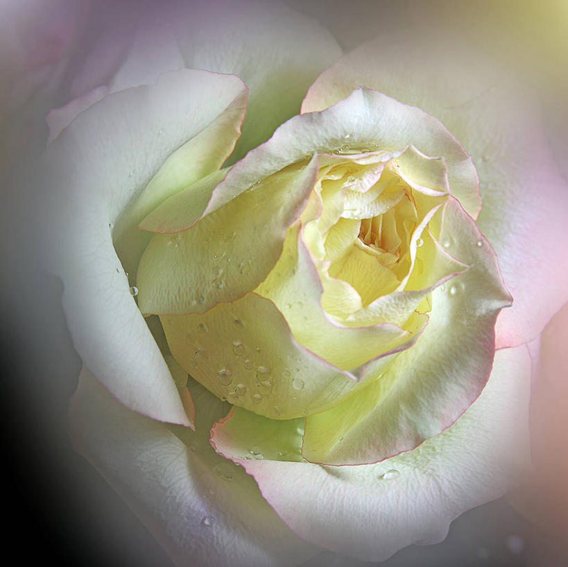 无人,横图,室外,特写,白天,水,加拿大,花瓣,黄色,雨滴,摄影,脆弱,清新,彩图