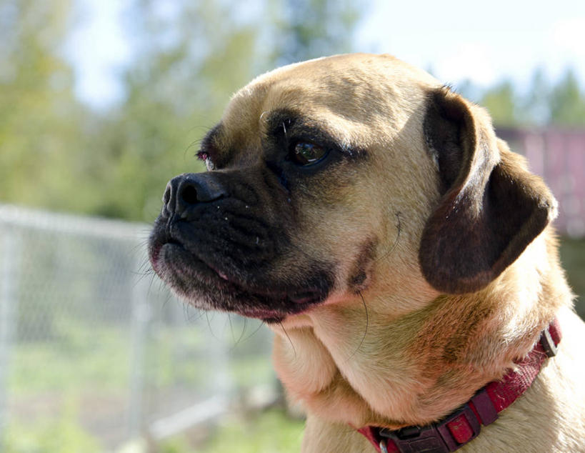 无人,横图,室外,特写,白天,宠物,狗,加拿大,家畜,摄影,彩图,宠物项圈